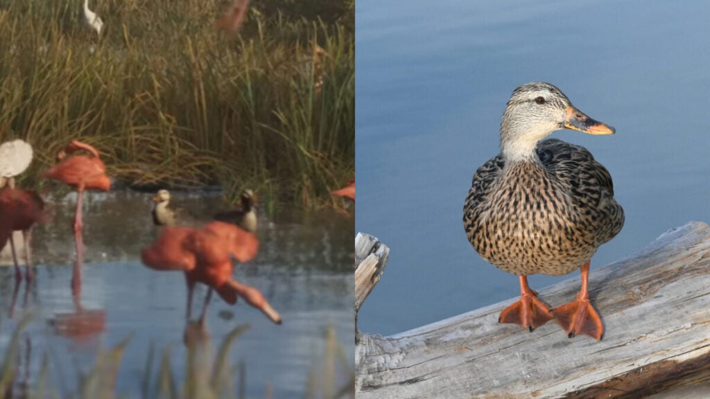 Gamer identifikasi hewan gta 6 yang muncul di trailer